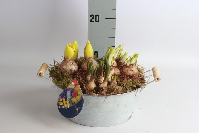 <h4>ARR BOL KNOLGEWAS</h4>