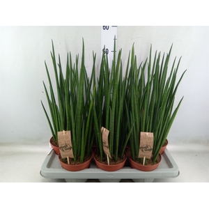 Sansevieria bacularis