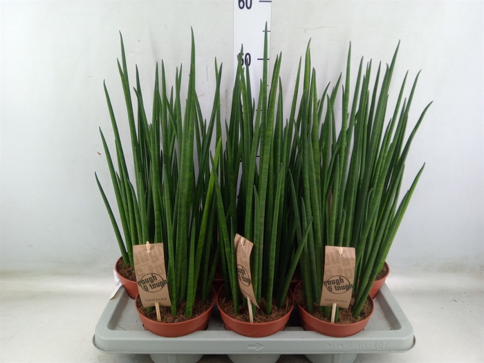 <h4>Sansevieria bacularis</h4>