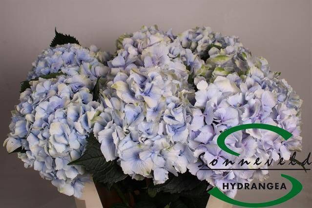<h4>HYDR M CH VERE BL CL</h4>