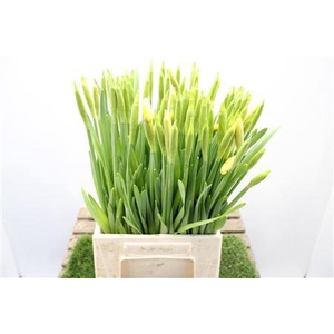 Narc T Standard Valu L43