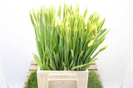 <h4>Narc T Standard Valu L43</h4>