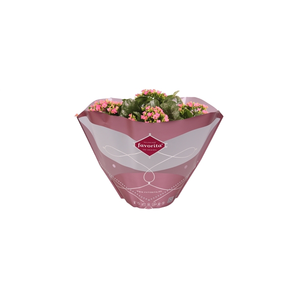 <h4>Kalanchoë Single Pink in SV.COloursleeve</h4>