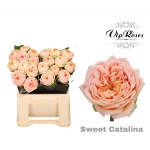 R GR SWEET CATALINA+