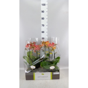 Phalaenopsis multi.   ...orange