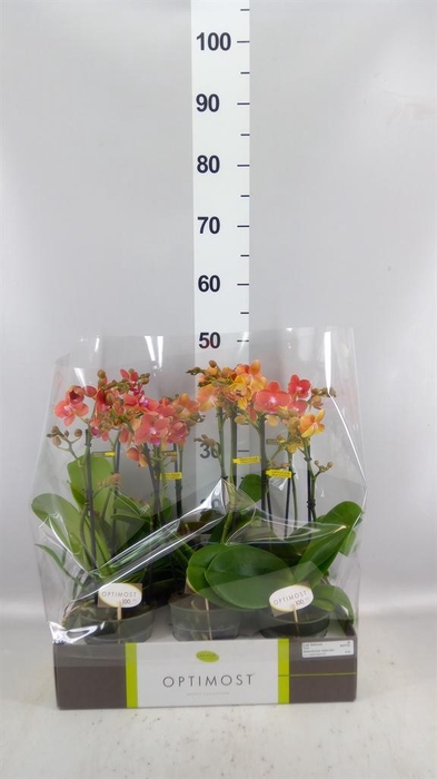 <h4>Phalaenopsis multi.   ...orange</h4>