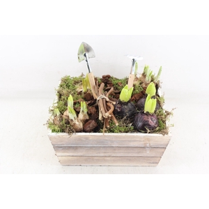 arr4 Bollenmix JS - Hout bak 4kant x2