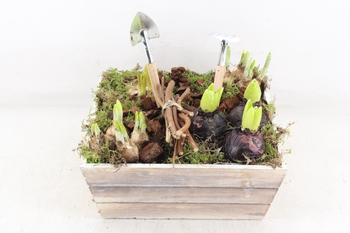 <h4>arr4 Bollenmix JS - Hout bak 4kant x2</h4>