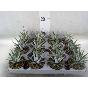 Haworthia fasciala 'Alba'