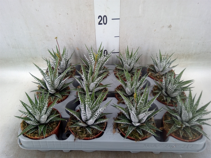 <h4>Haworthia fasciala 'Alba'</h4>