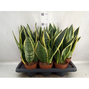 Sansevieria trifa. 'Futura Superba'