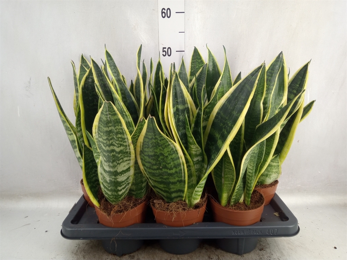 Sansevieria trifa. 'Futura Superba'