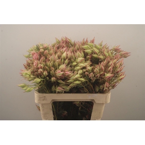 Serruria Satin Star 8+