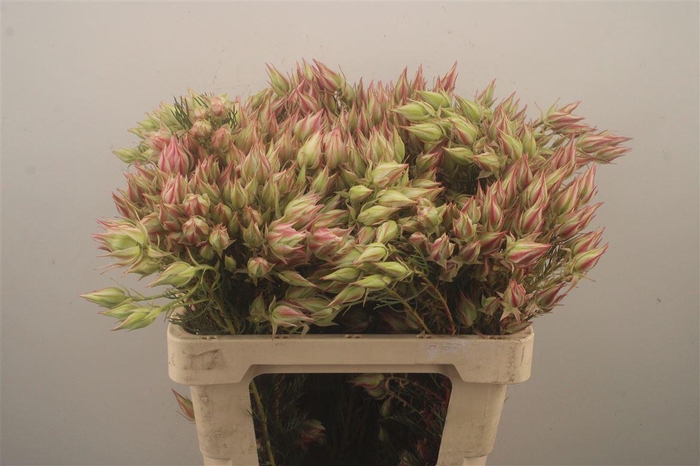 <h4>Serruria Satin Star 8+</h4>