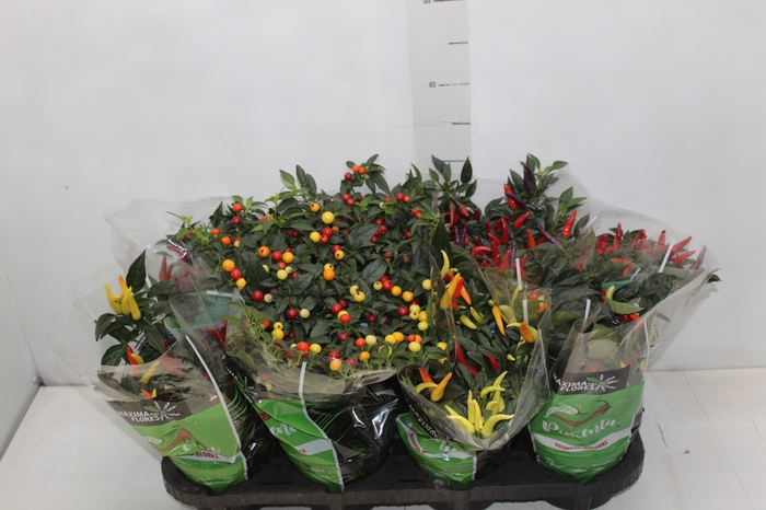 <h4>PIMENTA P14</h4>