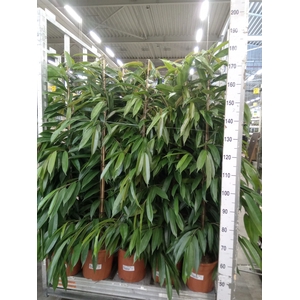 Ficus binn. 'Amstel King'