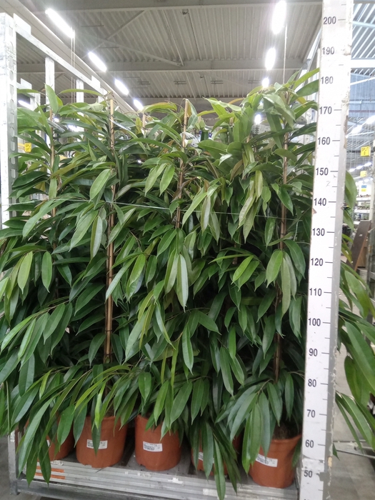 <h4>Ficus binn. 'Amstel King'</h4>