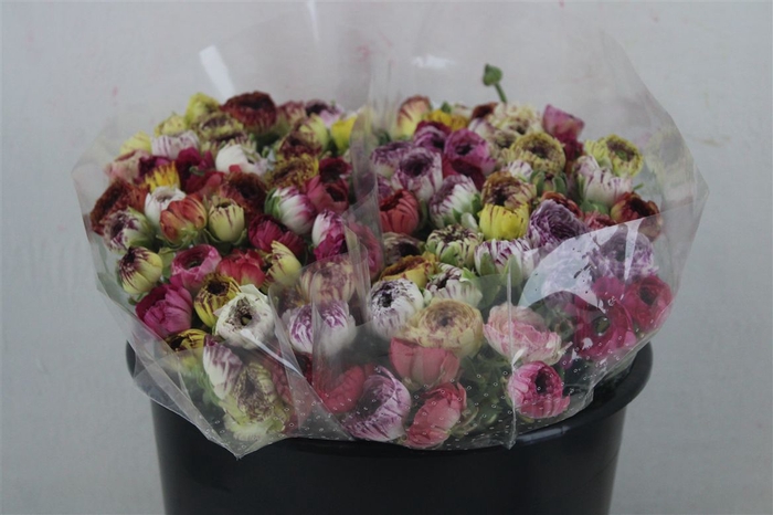 <h4>Ran Elegance Cappucino Mix</h4>
