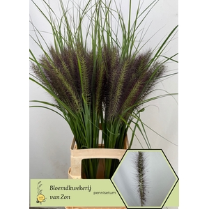 Pennisetum Black Magic Frank Van Zon