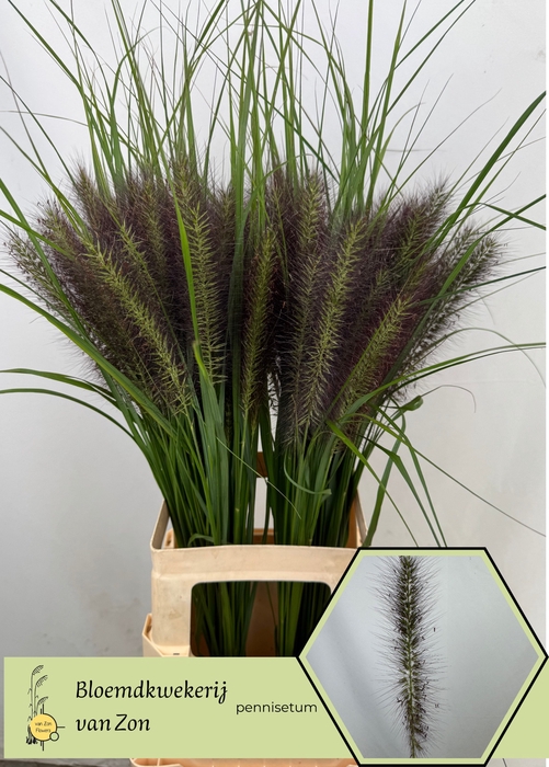 <h4>Pennisetum Black Magic Frank Van Zon</h4>