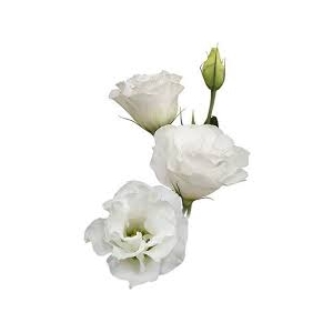 LISIANTHUS CATALINA WHITE 060 CM MIN 500 GRAMAS BRANCO