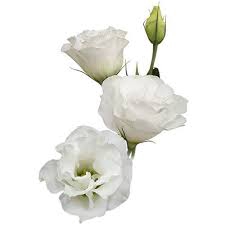 <h4>LISIANTHUS CATALINA WHITE 060 CM MIN 500 GRAMAS BRANCO</h4>