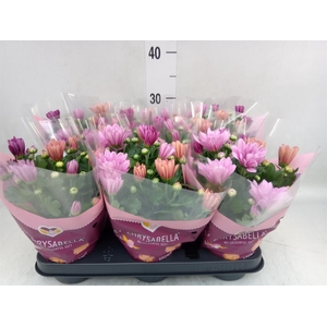 Chrysanthemum   ..mix/pot