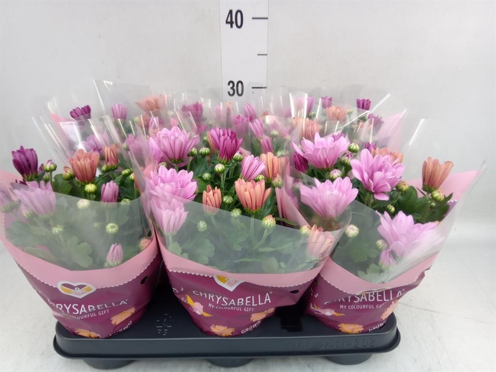 <h4>Chrysanthemum   ..mix/pot</h4>