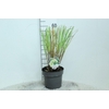 Cortaderia selloana Pumila