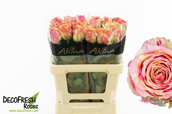 <h4>R Gr Fiesta</h4>