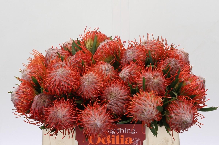 <h4>Nutans Tango</h4>