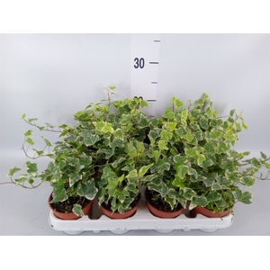 Hedera helix 'White Wonder'