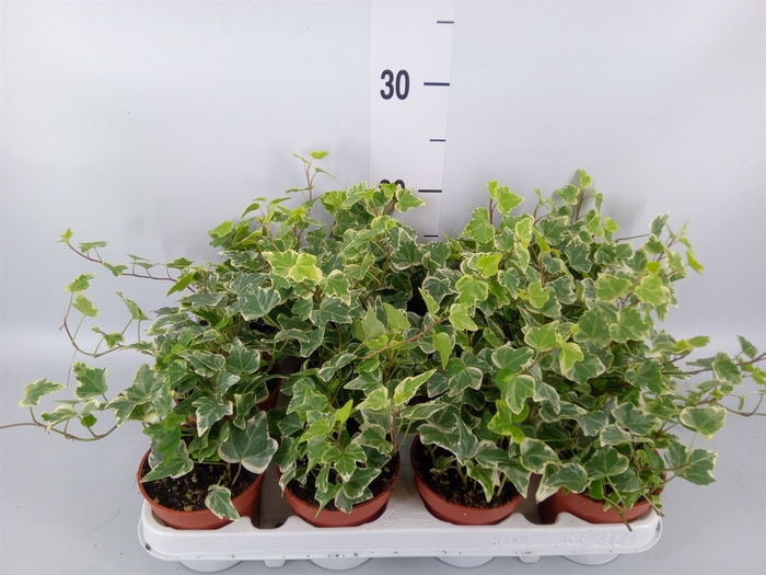 <h4>Hedera helix 'White Wonder'</h4>