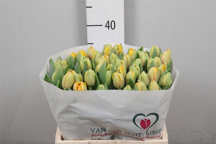 <h4>Tu Du Voltage</h4>