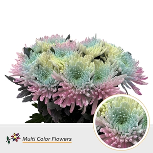 Chr G Topspin Soft Rainbow