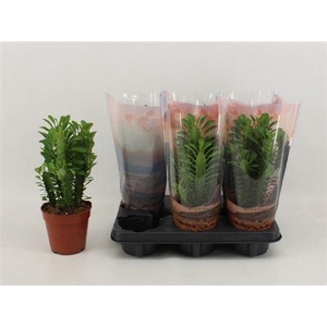 Euphor Trigona