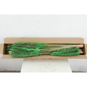 DF Pampas Silvy Mint Green