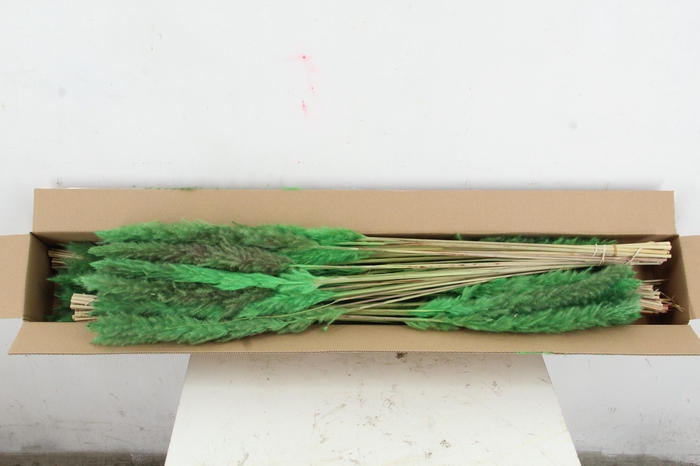 <h4>DF Pampas Silvy Mint Green</h4>