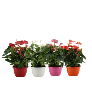 Anthurium 4 color mix in Marly plastic bowl