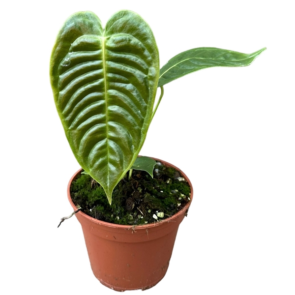 <h4>Anthurium Veitchii</h4>