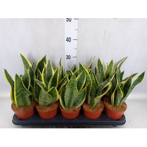 Sansevieria trifa. 'Futura Superba'