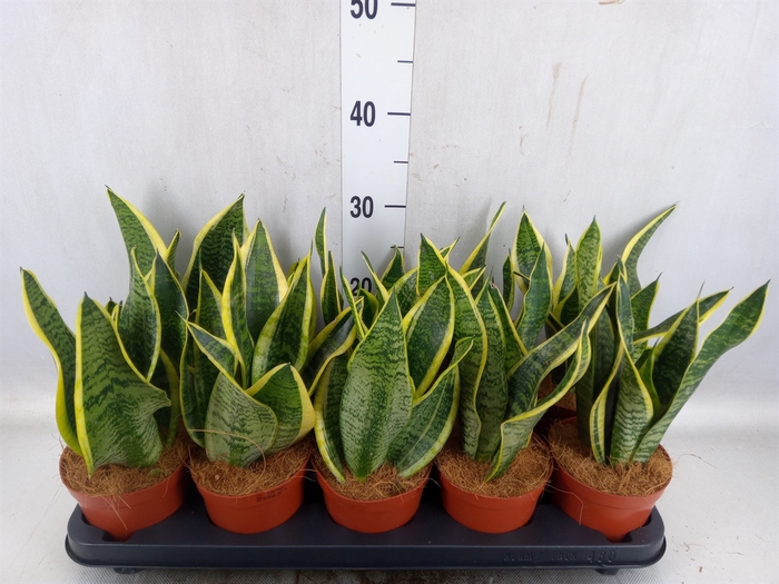 Sansevieria trifa. 'Futura Superba'