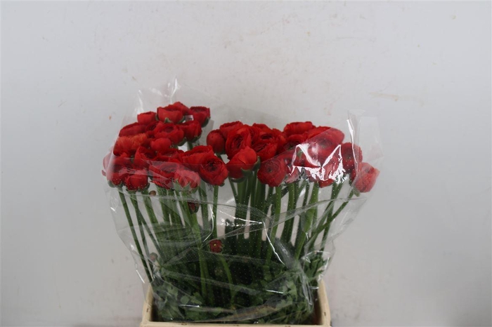 <h4>Ran Cloni Ex Tango</h4>