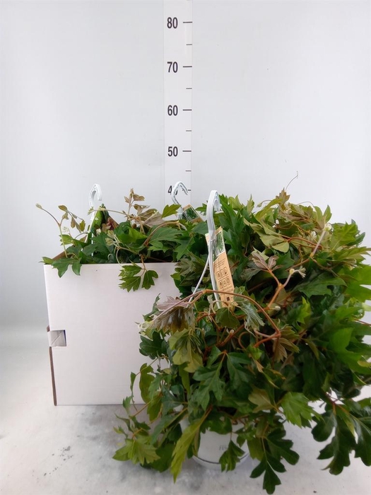 <h4>Cissus rhombifolia 'Ellen Danica'</h4>