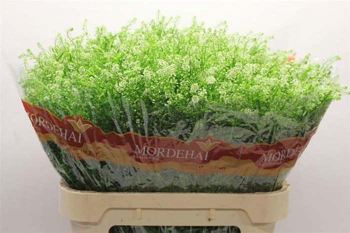 <h4>LEPIDIUM GREEN BELL 35 GR.</h4>