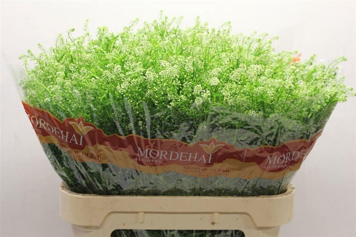 <h4>LEPIDIUM GREEN BELL 46 GR.</h4>