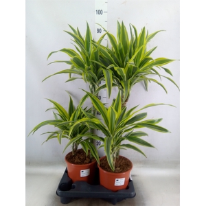 Dracaena fr de 'LemonLime'