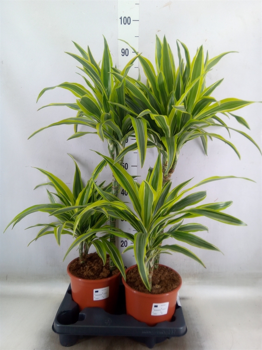 <h4>Dracaena fr de 'LemonLime'</h4>