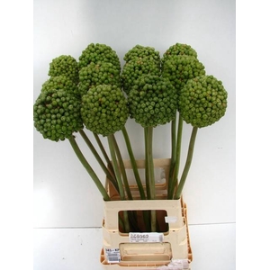 ALLIUM BA GREEN CRAZ