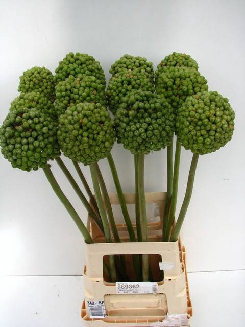 <h4>ALLIUM BA GREEN CRAZ</h4>